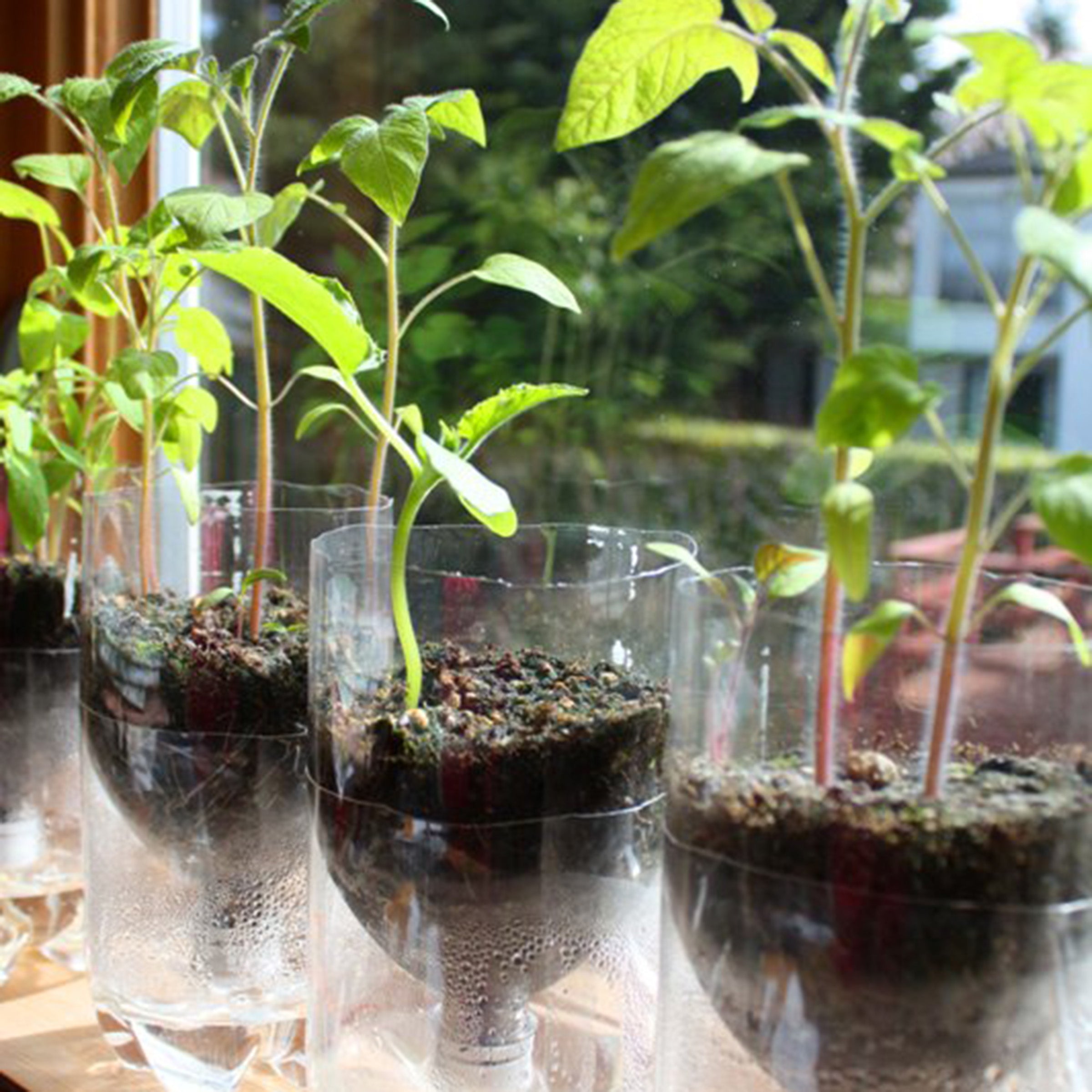 How to Create a DIY Seed Starting System